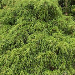 Кипарисовик горохоплодный "Филифера Грацилис" (Filifera Gracilis) 